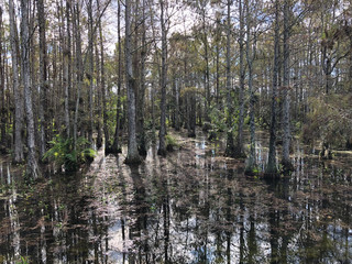 autumn cypress swamp landscape