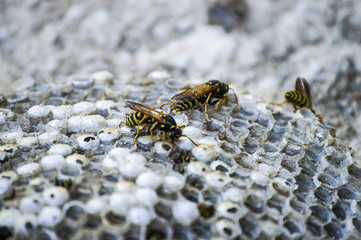 wild bees, wild bees honeycomb photos, wasps, poisonous bees,

