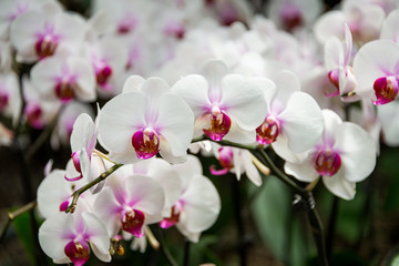 Fototapeta na wymiar Visit to Utopia Orchid Park