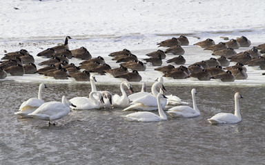 Flock Of Trumpeter Swans In Winter