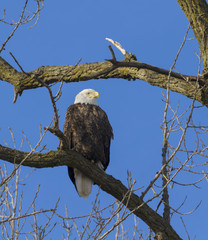 American Bald Eagle