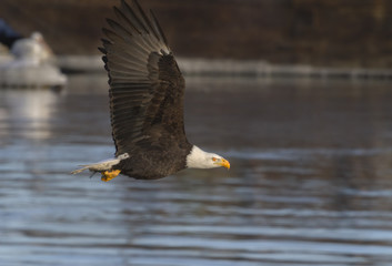 Bald Eagle Flying With Fish