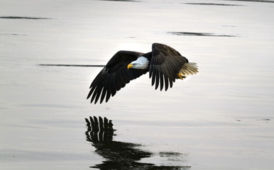 Bald Eagle Flying With Fish
