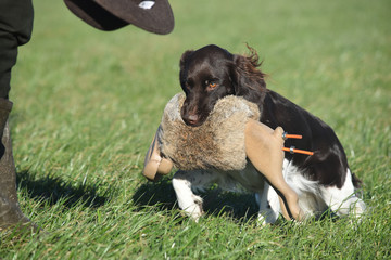 Hund beim Apportieren