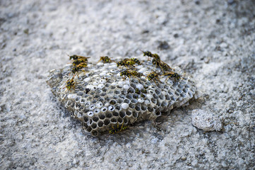 wild bees, wild bees honeycomb photos, wasps, poisonous bees,

