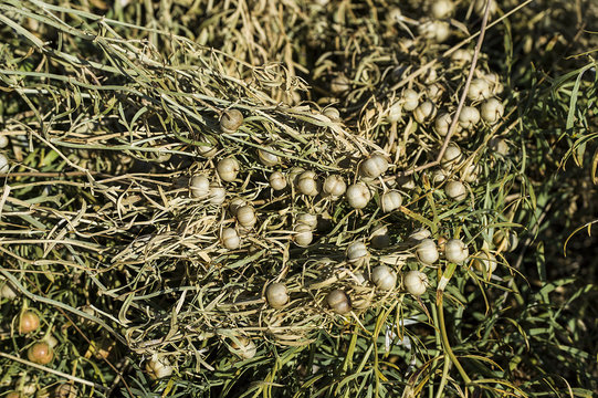 syrian rue plant,