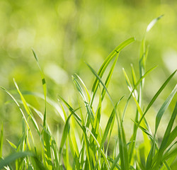 Fresh green grass in summer sunlight.Soft focus. Nature Background.