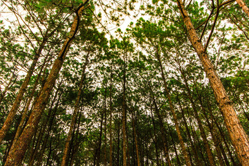 
Pine tree in autumn forest, landscape.