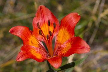 Red and orange flower