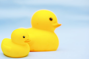 Yellow Rubber Duck Toy Isolated Over Blue  Background