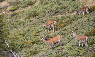 Group of deers on the alps