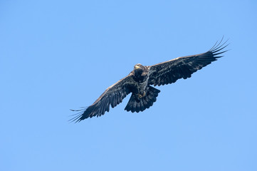 Juvenile eagle flying over water looking for food