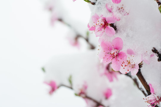 Peach blossom branches covered with fresh snow