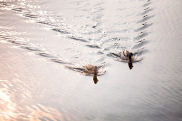 Together the same way