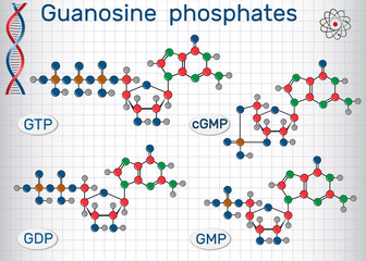 Guanosine phosphates (guanosine triphosphate, guanosine diphosphate, guanosine monophosphate, cyclic guanosine monophosphate). Sheet of paper in a cage. Vector illustration
