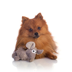 Lovely caramel-colored dog with a soft toy
