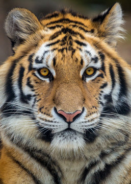 sumatran tigers
