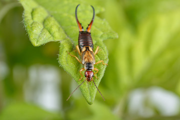 Earwig over a leaf of tomato plant. Beautiful golden and reddish male exemplar of Forficula auricularia