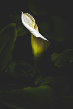 calla lily