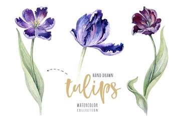 Watercolor floral tulip backgraund. Isolated colorful spring illustration. Watercolour violet tulip plant. Purple blossom drawing.