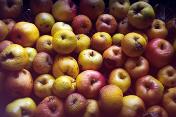 Homegrown apples in storage