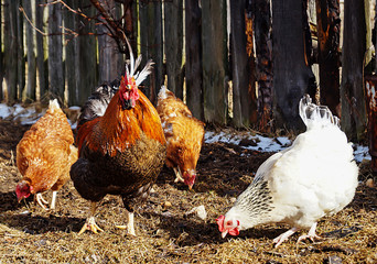 Beautiful colour cock with hen