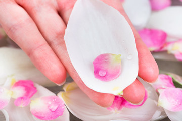 nature, environment, care concept. on the edge of the palm of caucasian woman there are few petals placed one in other, white of tulip bud and small pink from cherry bloom
