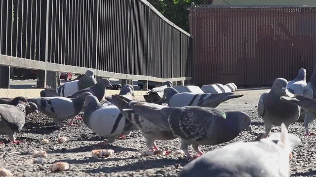 Flock of pigeons in the city flying away
