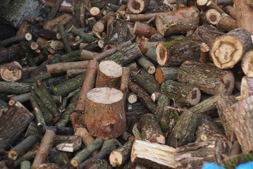 wood logs cut and in pile