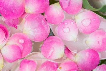 botany, environment, beauty concept. close up of different leaves and petals that are swimming in clean water, rose petals of pink colour are on the surface of it and white ones of tulips under it