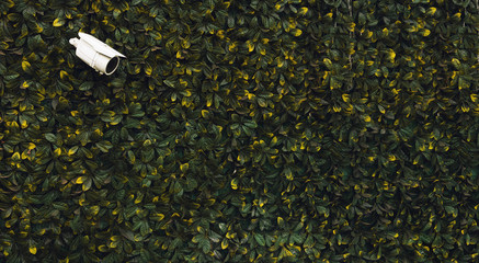 Surveillance camera on facade covered with liana plant.