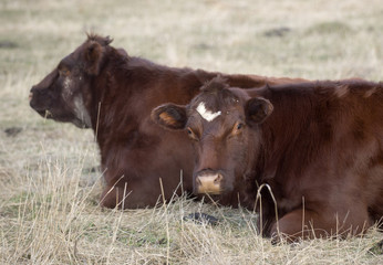 Farming