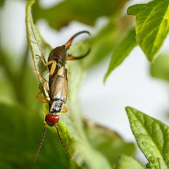Amazing earwig hanging upside down on the edge of a tomato leaf. This insect can be a problematic pest or an ally for farmers