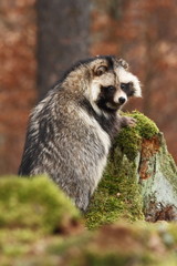 Nyctereutes procyonoides. Autumn colors in nature. Free nature. Animal in the forest. Colorful...