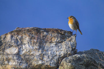 Robin bird on a rock