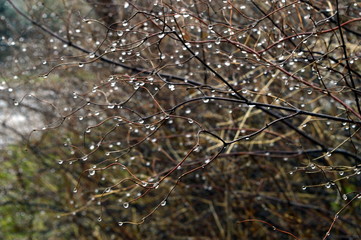 Raindrops on thin branches scattered like precious diamonds