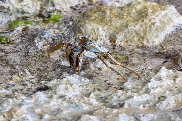 Eleganter blauer Krebs auf Felsen