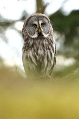 Strix nebulosa. Photographed in the Czech Republic. Owl on the tree. Nature. From Owl's Life. Great owl. He lives in the north of Europe.