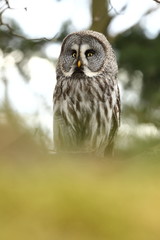 Strix nebulosa. Photographed in the Czech Republic. Owl on the tree. Nature. From Owl's Life. Great owl. He lives in the north of Europe.