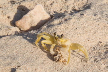 Krebs mit Beute (kleiner toter Krebs) am Strand