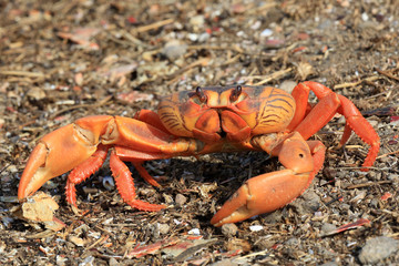 Kubanische Landkrabbe auf Küstenstraße