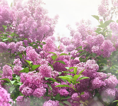 Blooming shrub violet lilac (Syringa vulgaris), flowers with leaves in sun light in spring
