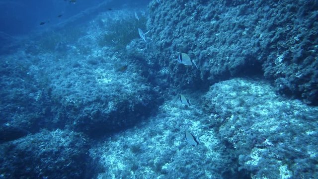 Dusky grouper (Epinephelus marginatus) floats in Mediterranien sea.