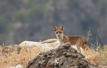 Red fox