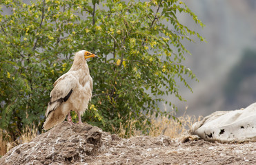Egyptian Vulture