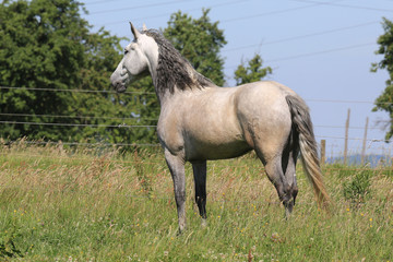 Fototapeta premium Pferd (Schimmel) auf Weide