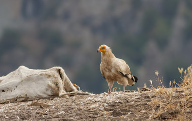 Egyptian Vulture