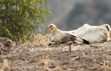Egyptian Vulture