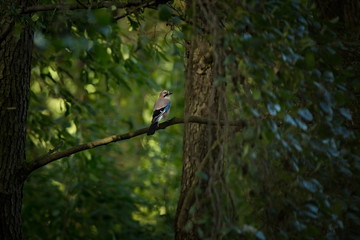 Garrulus glandarius. Photographed in the Czech Republic. Expanded throughout Europe. Wild nature. Free nature. Beautiful picture. From bird life. Spring. Nature.