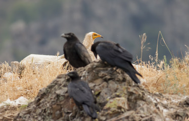 Egyptian Vulture